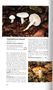 Hygrophorus cossus